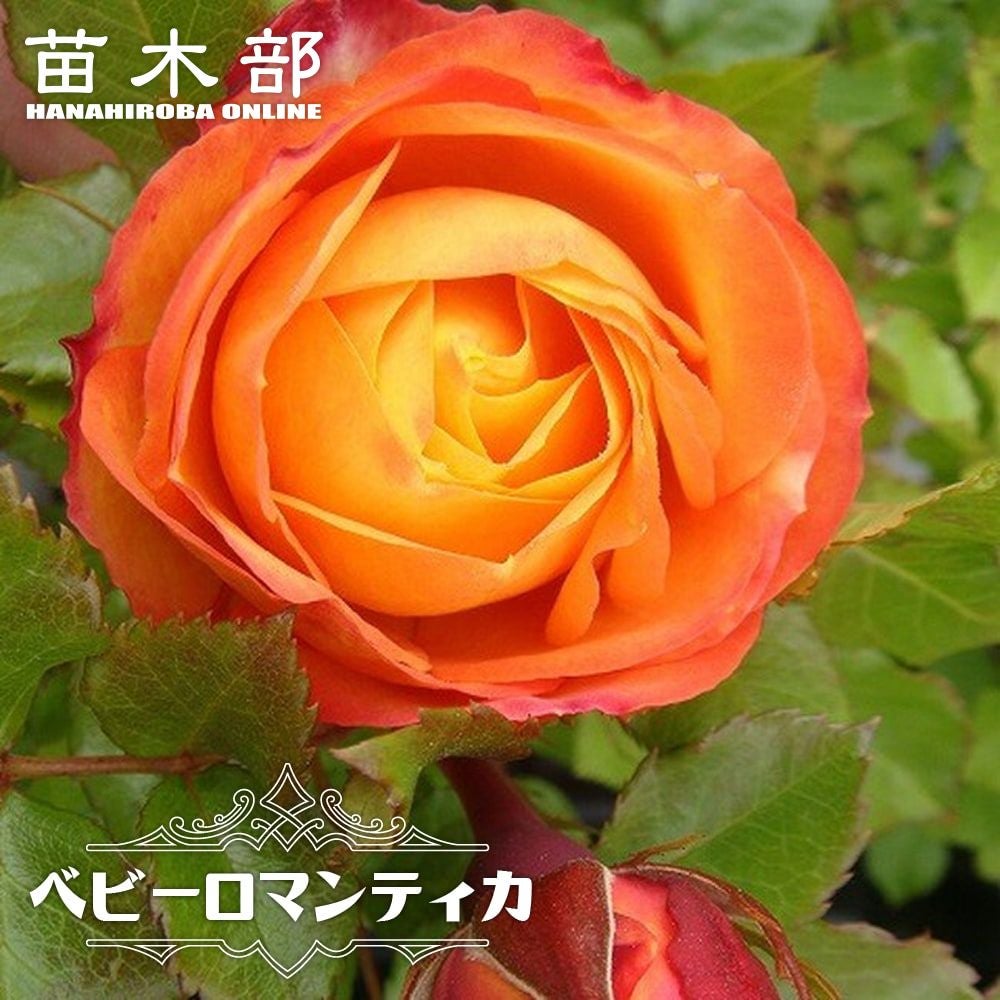 000000000752-01.jpg?size=l&w=