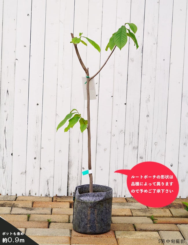 ポポー NC-1の通販 おすすめ 苗木部 By 花ひろばオンライン