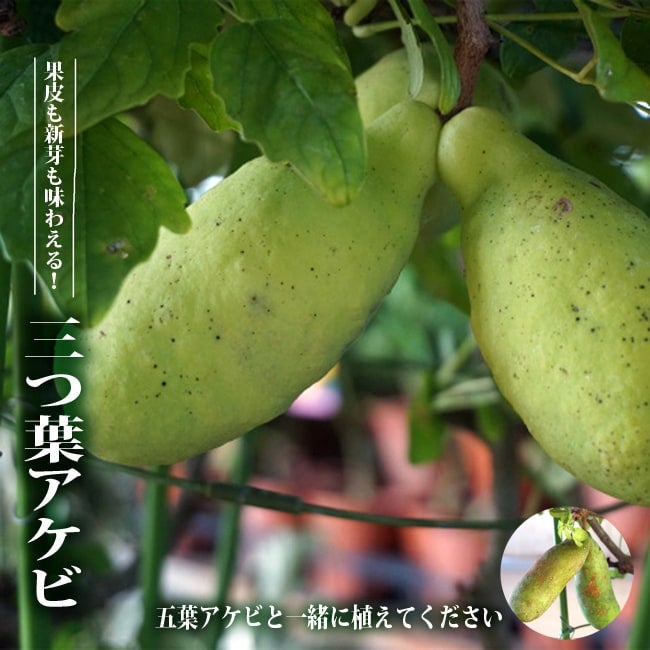 アケビ ゴヨウアケビとミツバアケビ 苗 販売 苗木部 By 花ひろばオンライン