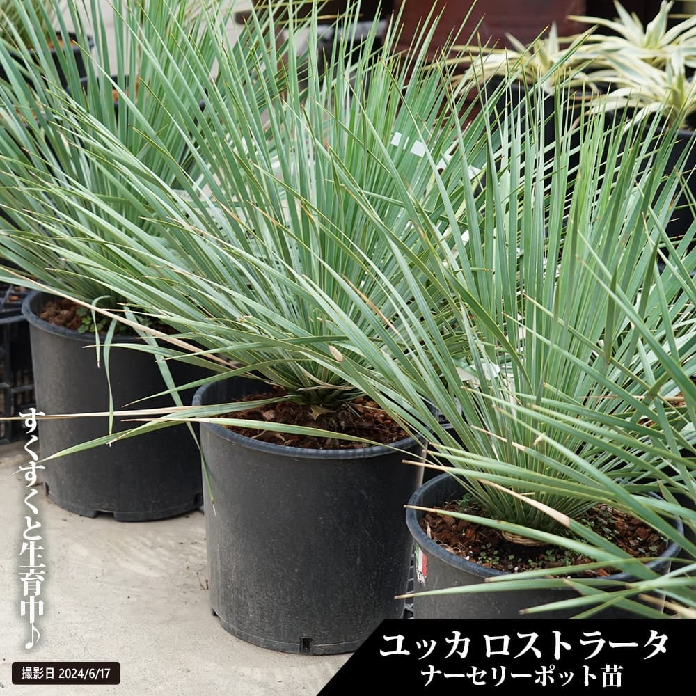 000000101738-01.jpg?size=l&w=