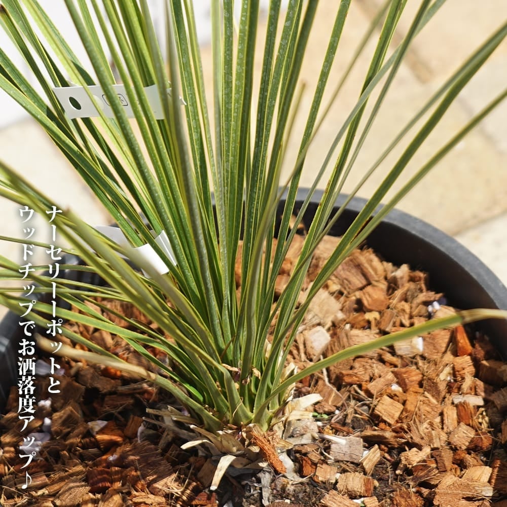 000000101739-02.jpg?size=l&w=