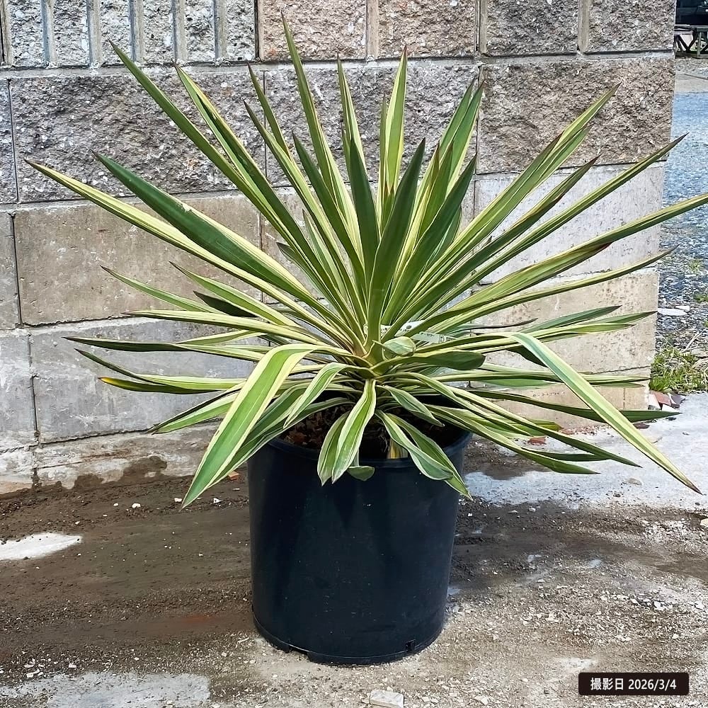 000000101740-01.jpg?size=l&w=