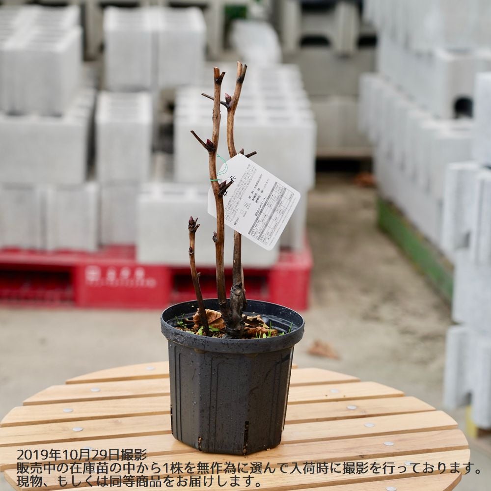 牡丹 黄冠 苗 販売 苗木部 By 花ひろばオンライン