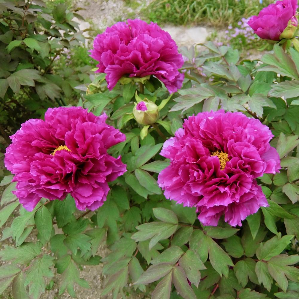 000000002565-09.jpg?size=l&w=