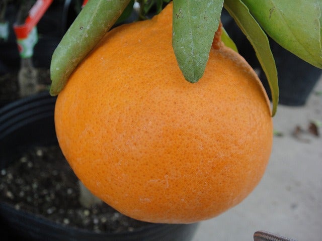 柑橘 タンゴール 麗紅 苗 おすすめ 苗木部 By 花ひろばオンライン