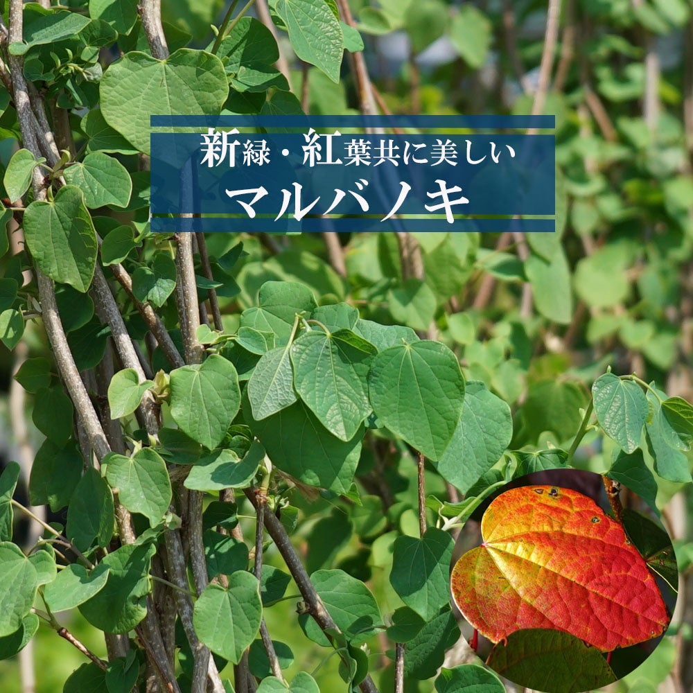 000000003430-01.jpg?size=l&w=