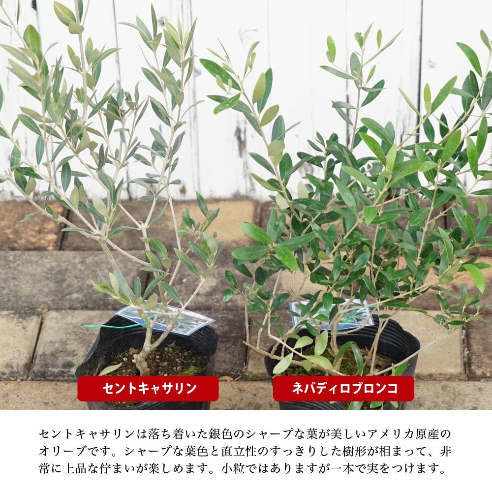 000000003526-03.jpg?size=l&w=