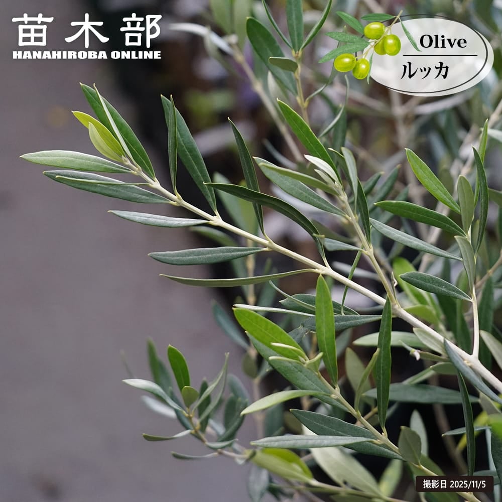 オリーブ カラマタ 苗 通販 苗木部 By 花ひろばオンライン