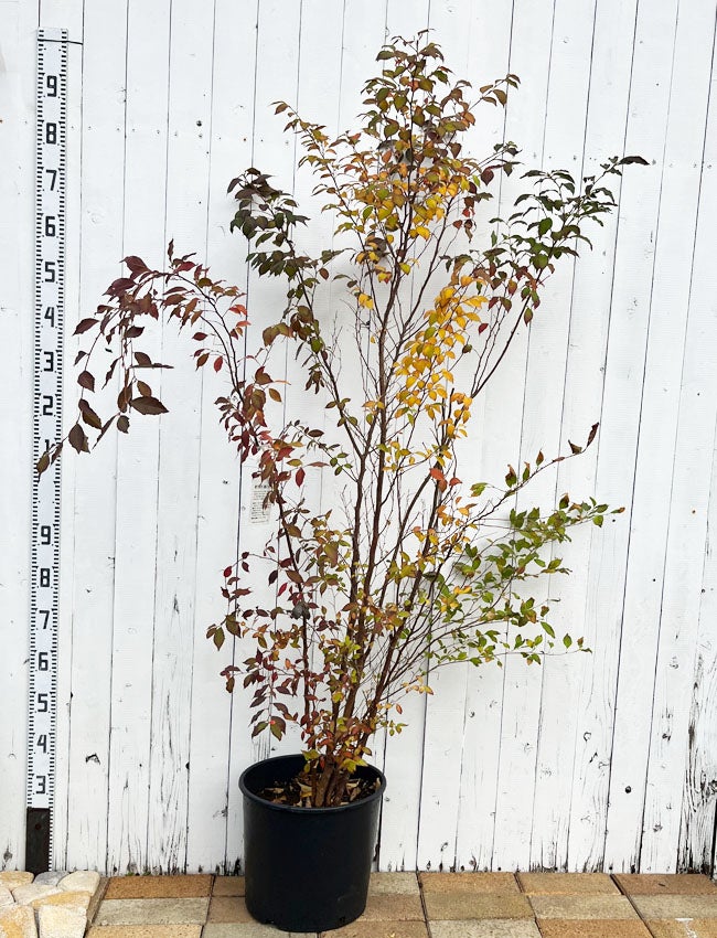 000000003644-03.jpg?size=l&w=