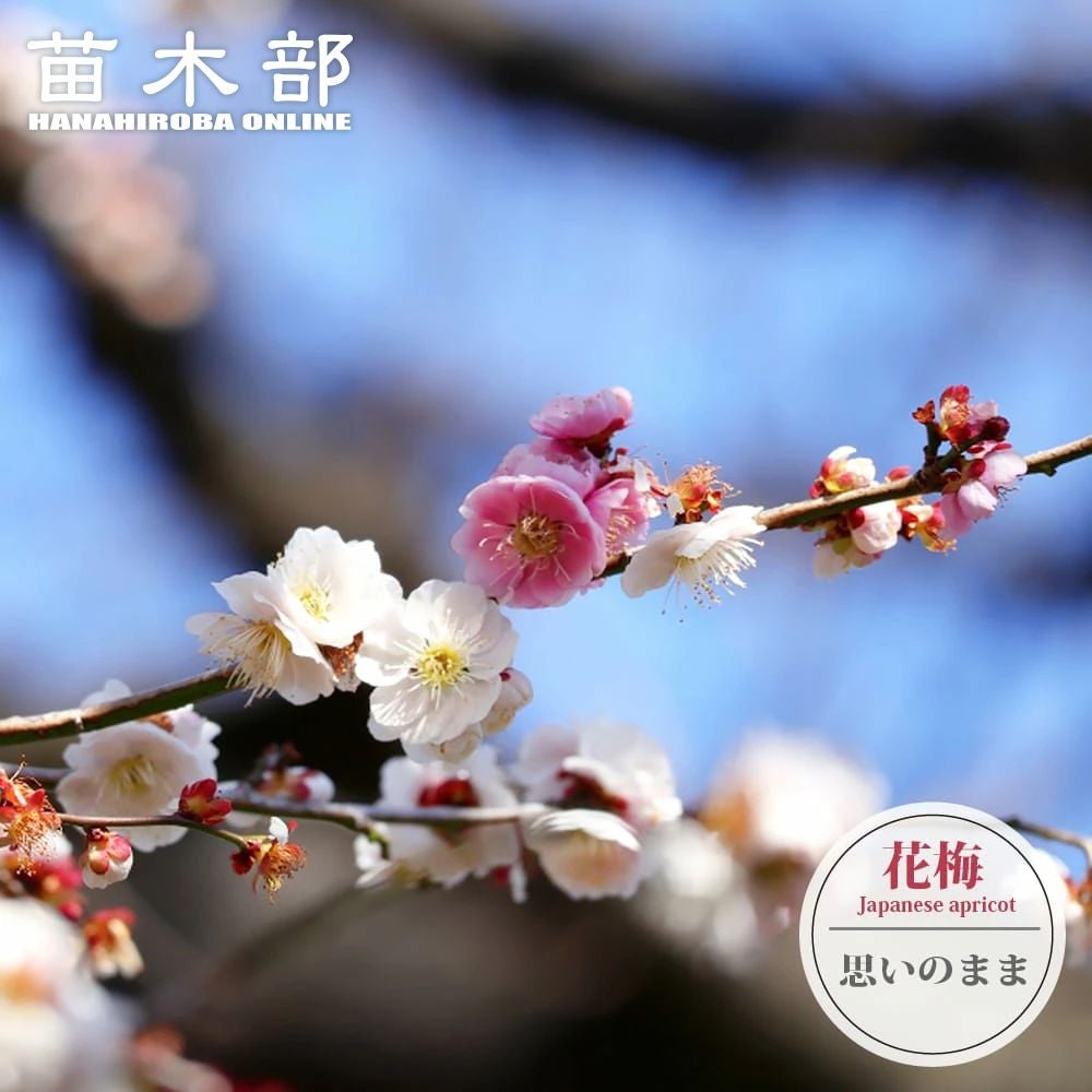 ヤマツツジ 御影山牡丹ツツジ 苗 販売 苗木部 By 花ひろばオンライン