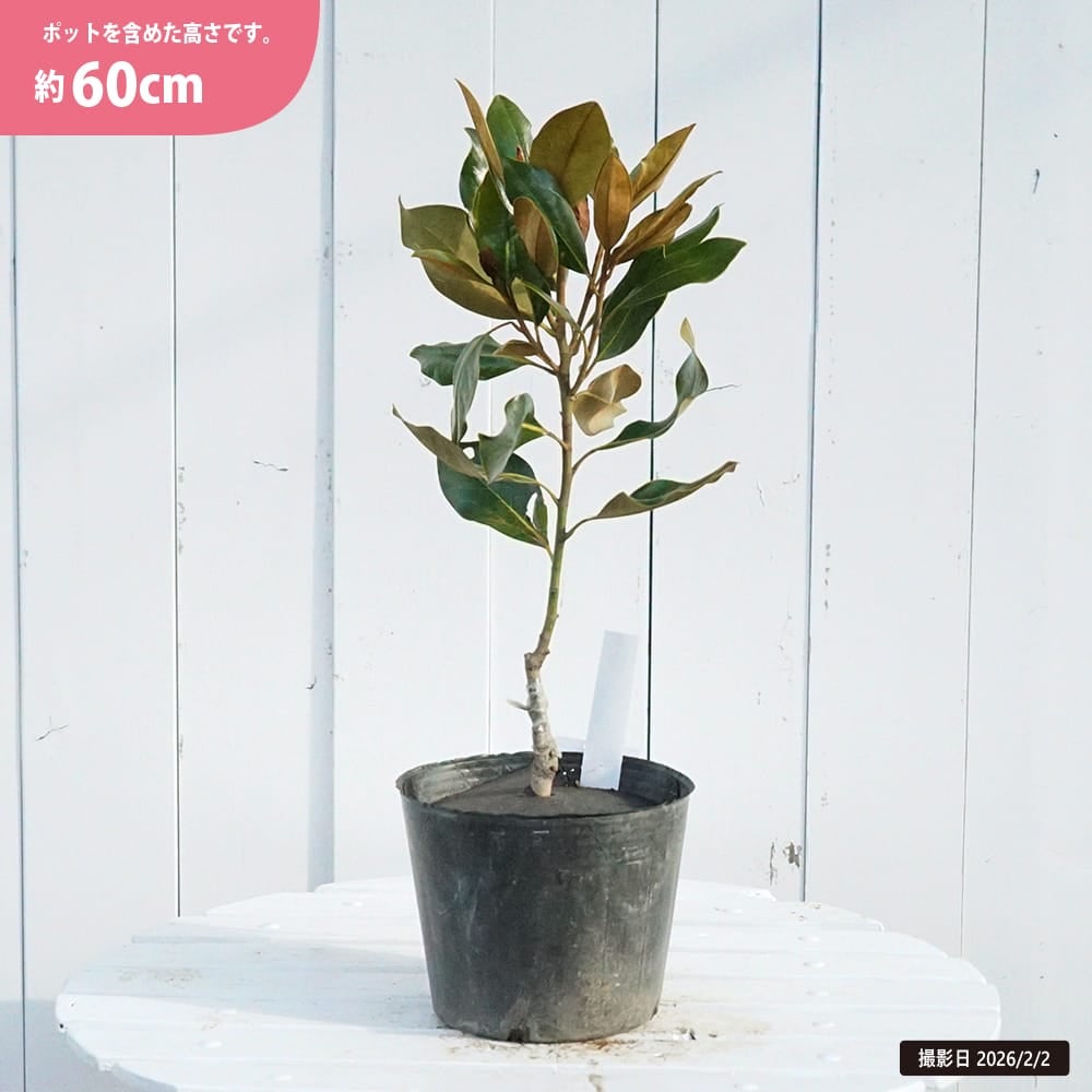 タイサンボク リトルジェム 苗 販売 苗木部 By 花ひろばオンライン