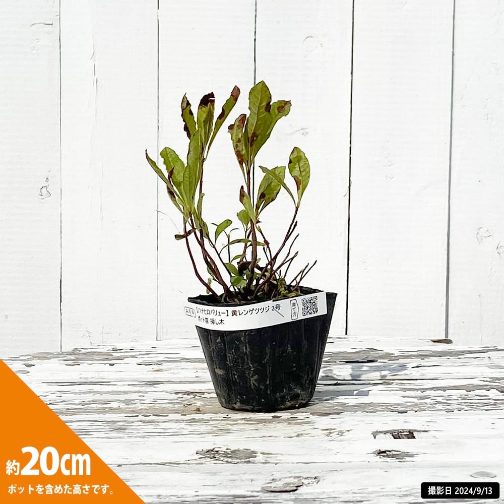 ツツジ カバレンゲツツジ 苗 販売 苗木部 By 花ひろばオンライン