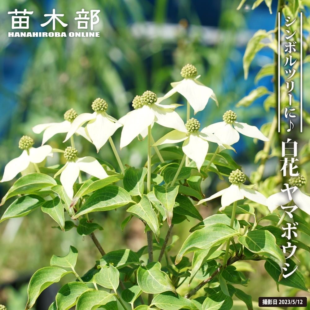 000000003792-01.jpg?size=l&w=