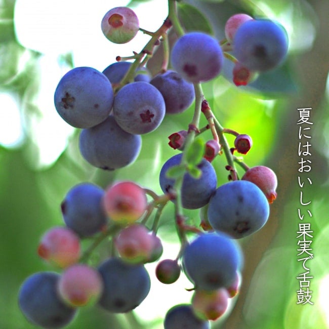 ブルーベリー サザンハイブッシュ系 ミスティー 苗 販売 苗木部 By 花