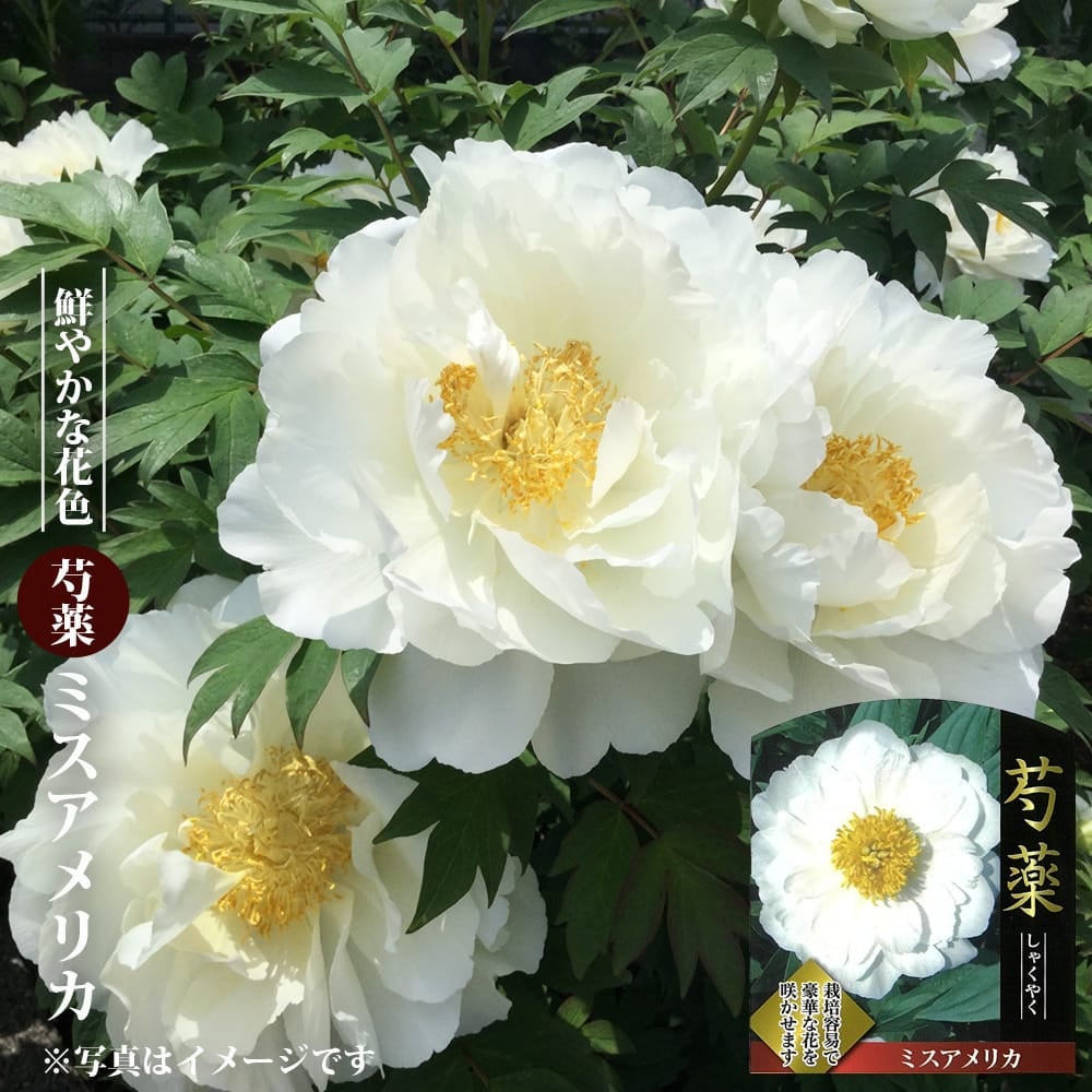 000000005494-01.jpg?size=l&w=