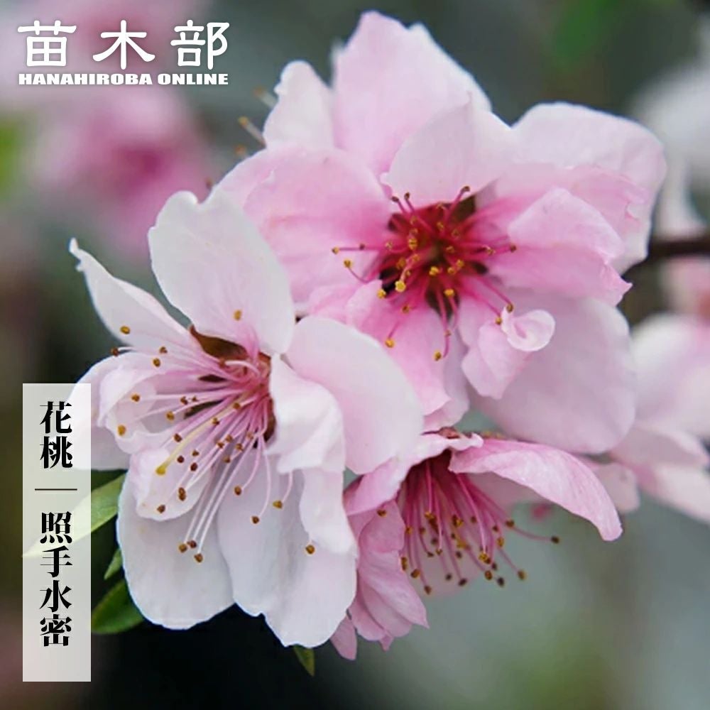 000000005553-01.jpg?size=l&w=