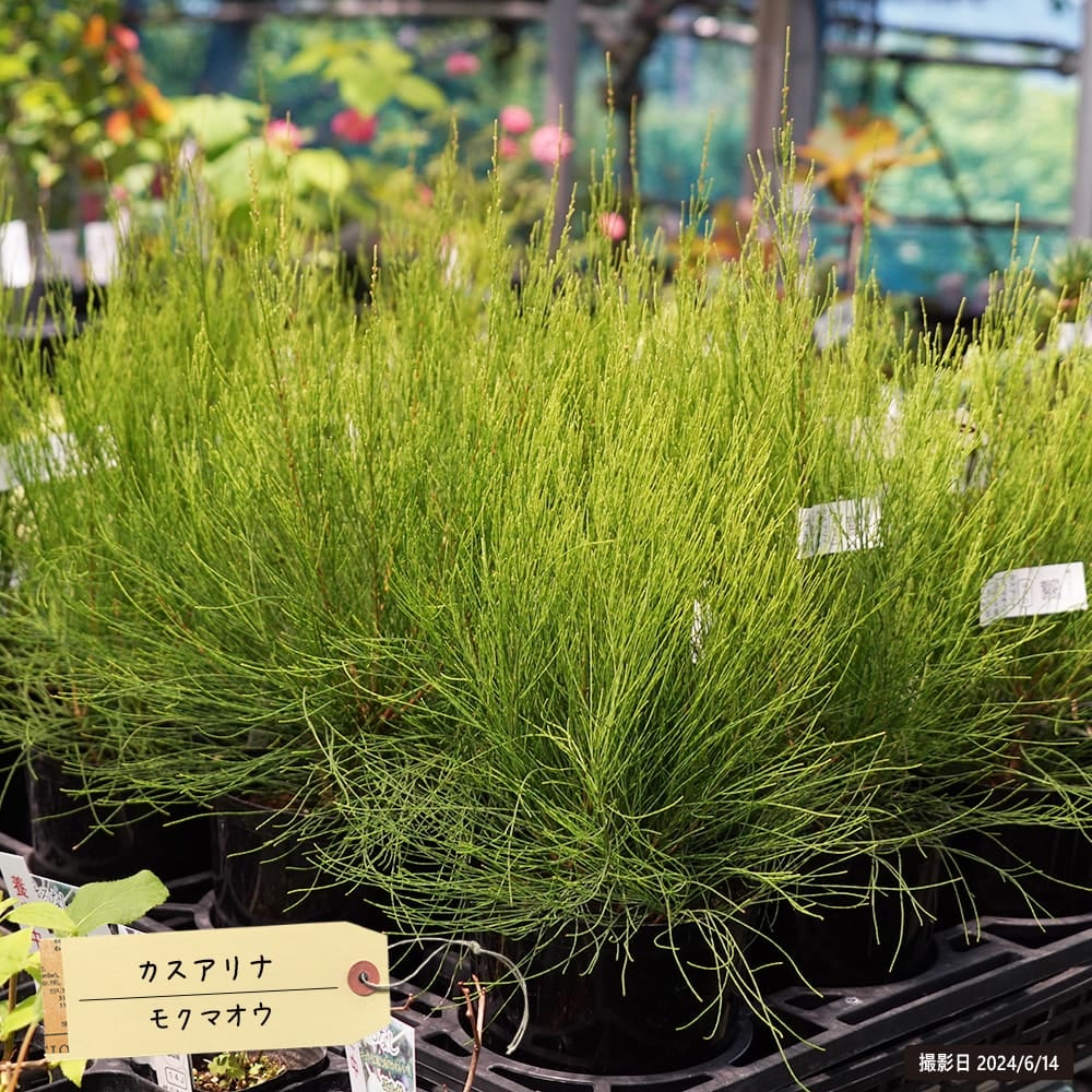 モクマオウ タマモクマオウ 苗 販売 苗木部 By 花ひろばオンライン