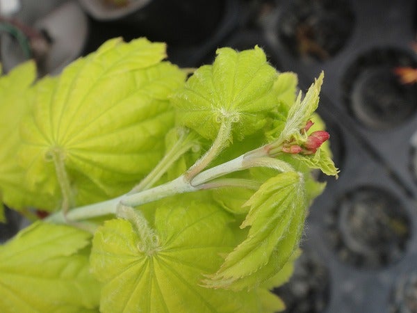 カエデ・もみじ 黄金板屋（オウゴンイタヤ） 苗 販売 苗木部 By 花