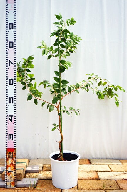 000000007464-03.jpg?size=l&w=