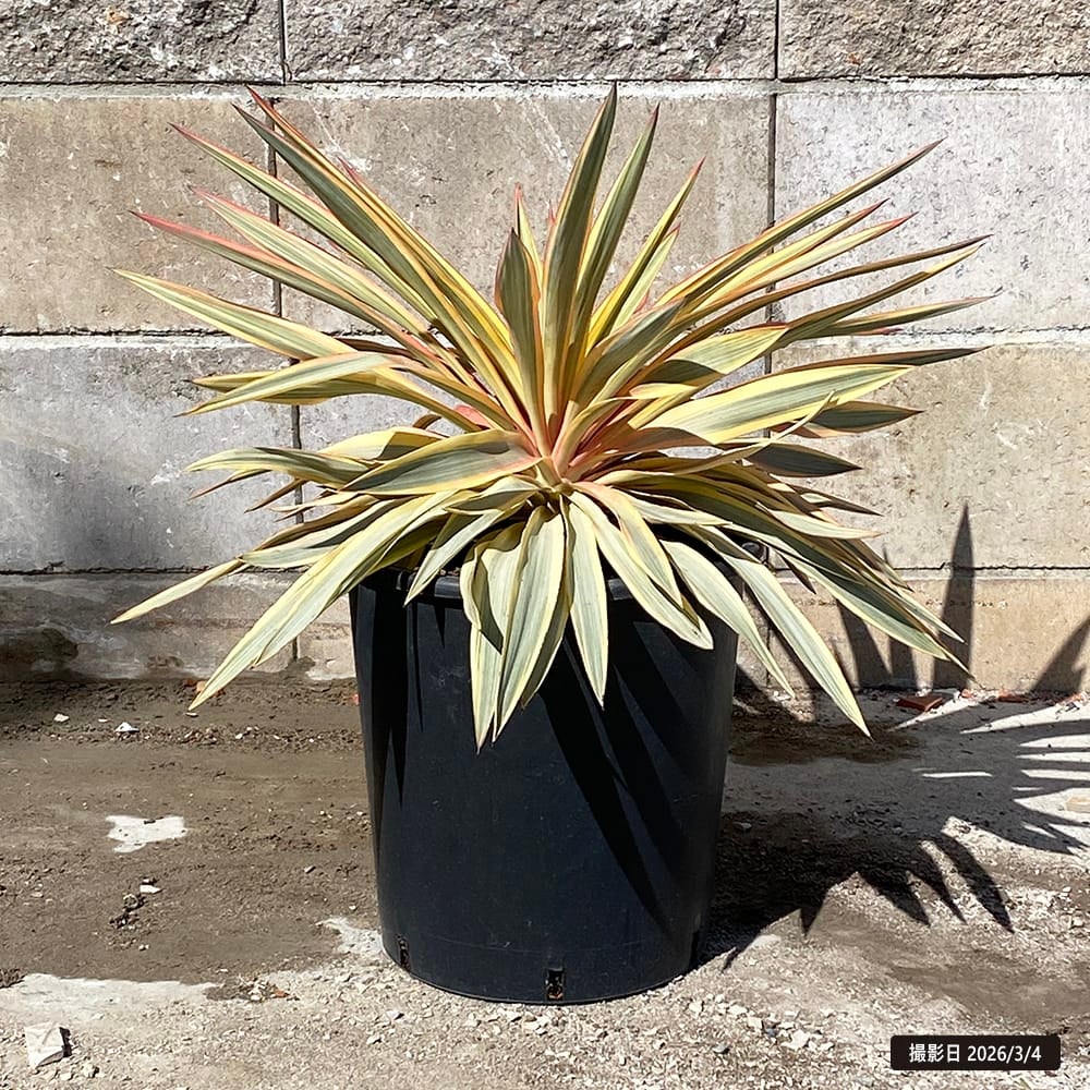 000000108036-01.jpg?size=l&w=