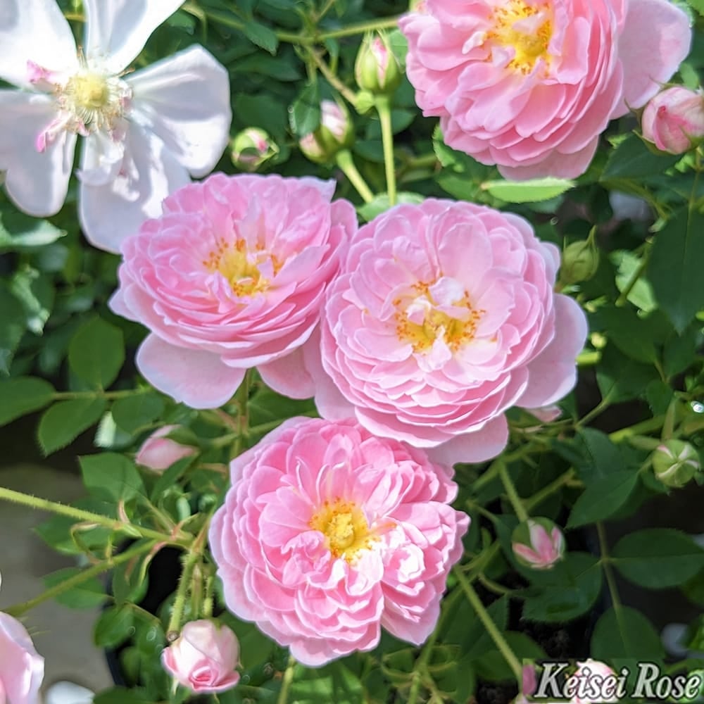 000000108314-03.jpg?size=l&w=