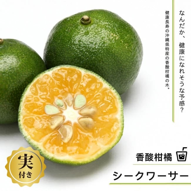 000000109686-01.jpg?size=l&w=