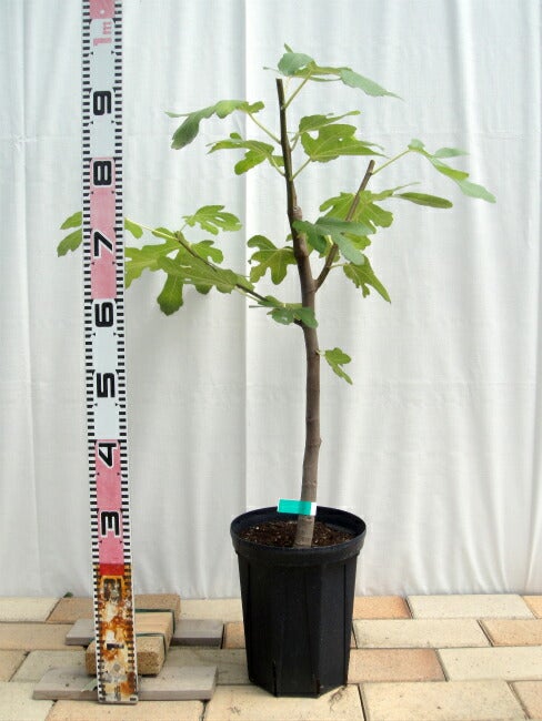 000000109964-02.jpg?size=l&w=