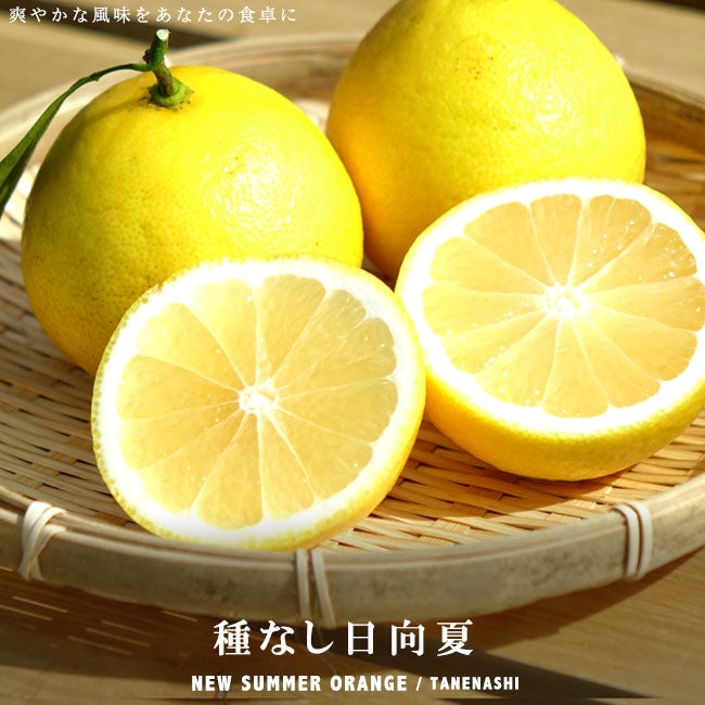 柑橘 オレンジ 種なし日向夏 苗 おすすめ 苗木部 By 花ひろばオンライン