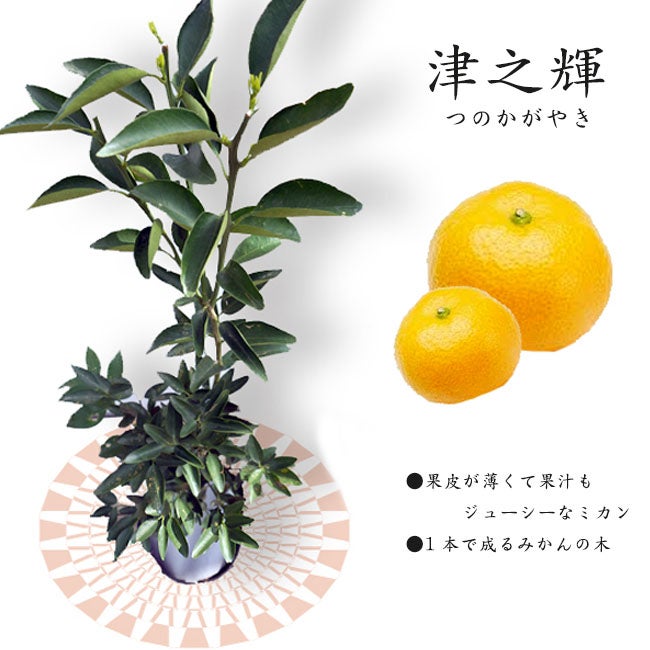 津之輝 （つのかがやき） タンゴール 苗 通販 苗木部 By 花ひろば