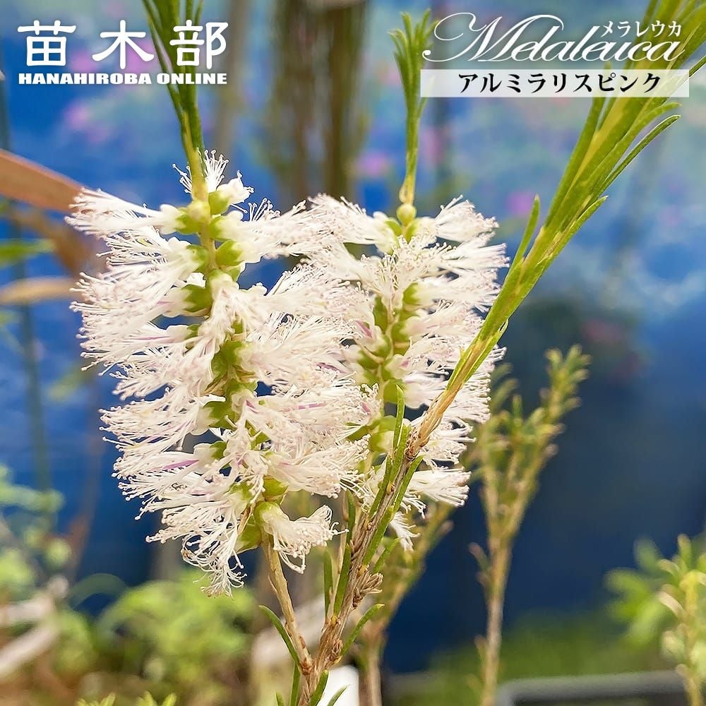 メラレウカ タマリシナ 苗 販売 苗木部 By 花ひろばオンライン