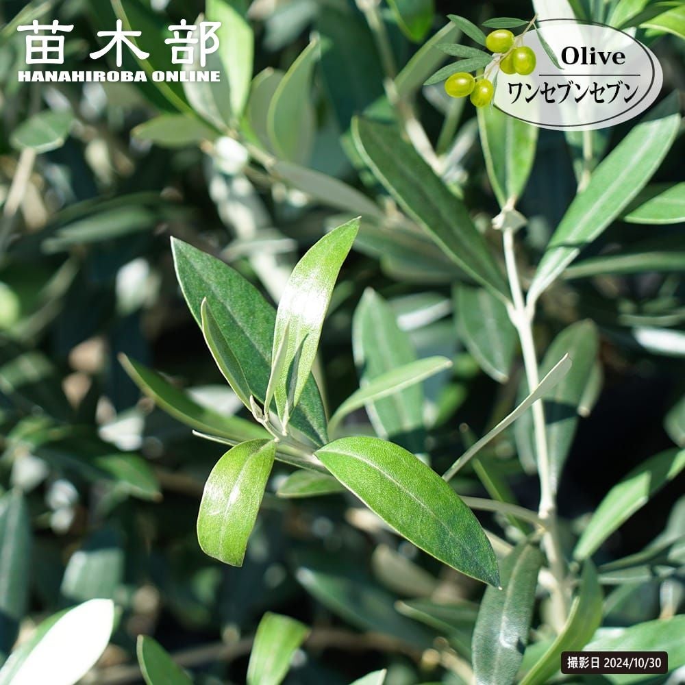 オリーブ ワンセブンセブン 苗 販売 苗木部 By 花ひろばオンライン