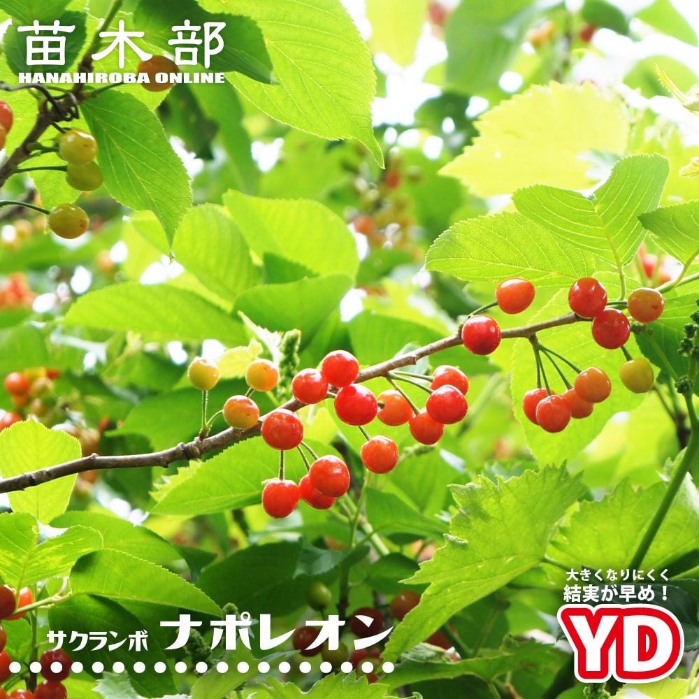 サクランボ 紅きらり 苗 おすすめ 苗木部 By 花ひろばオンライン