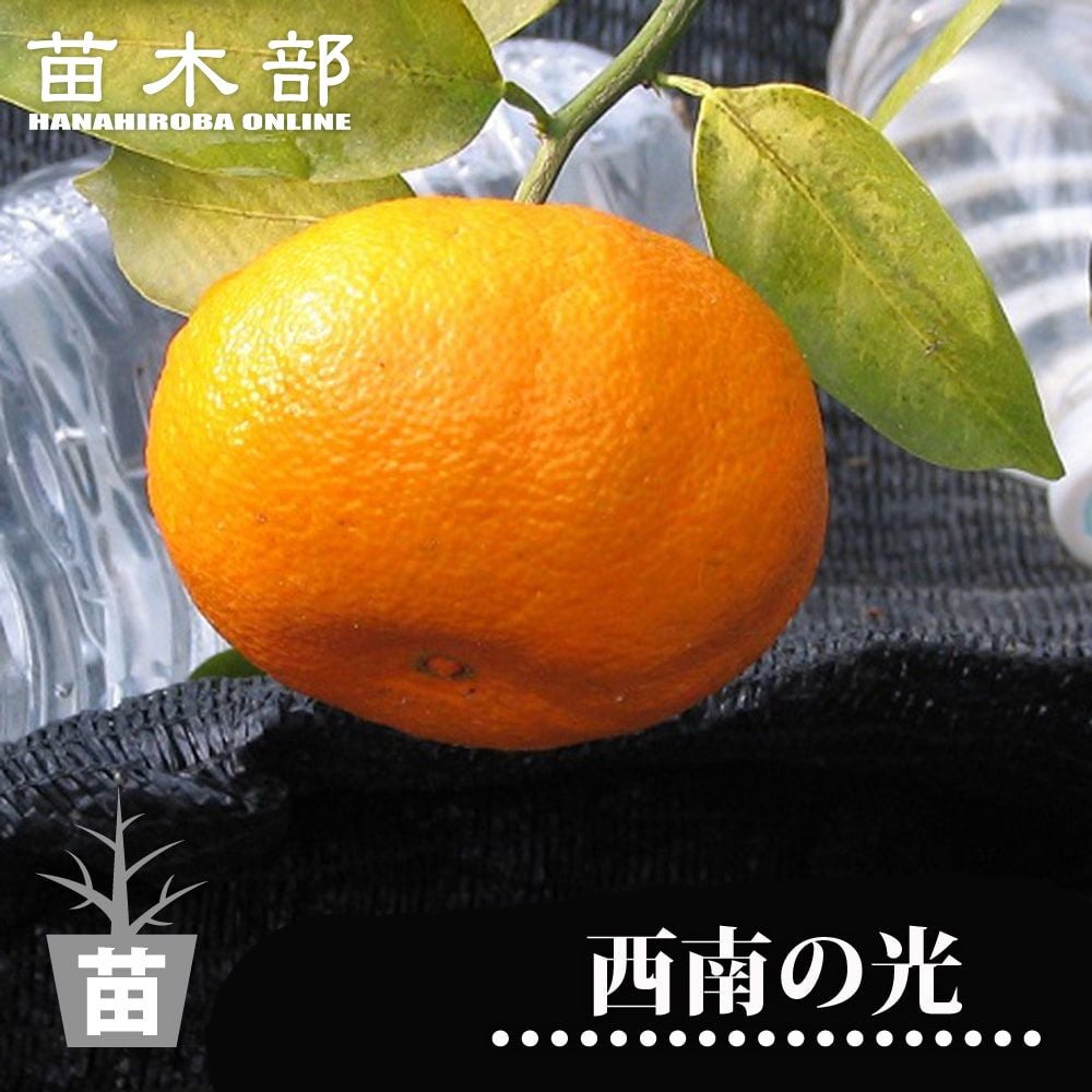 津之輝 （つのかがやき） タンゴール 苗 販売 苗木部 By 花ひろば