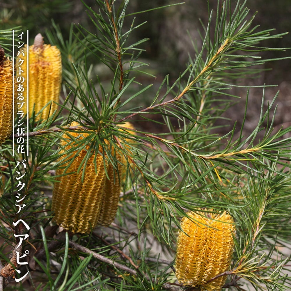 グレビレア ハニージェムの通販 苗木部 By 花ひろばオンライン