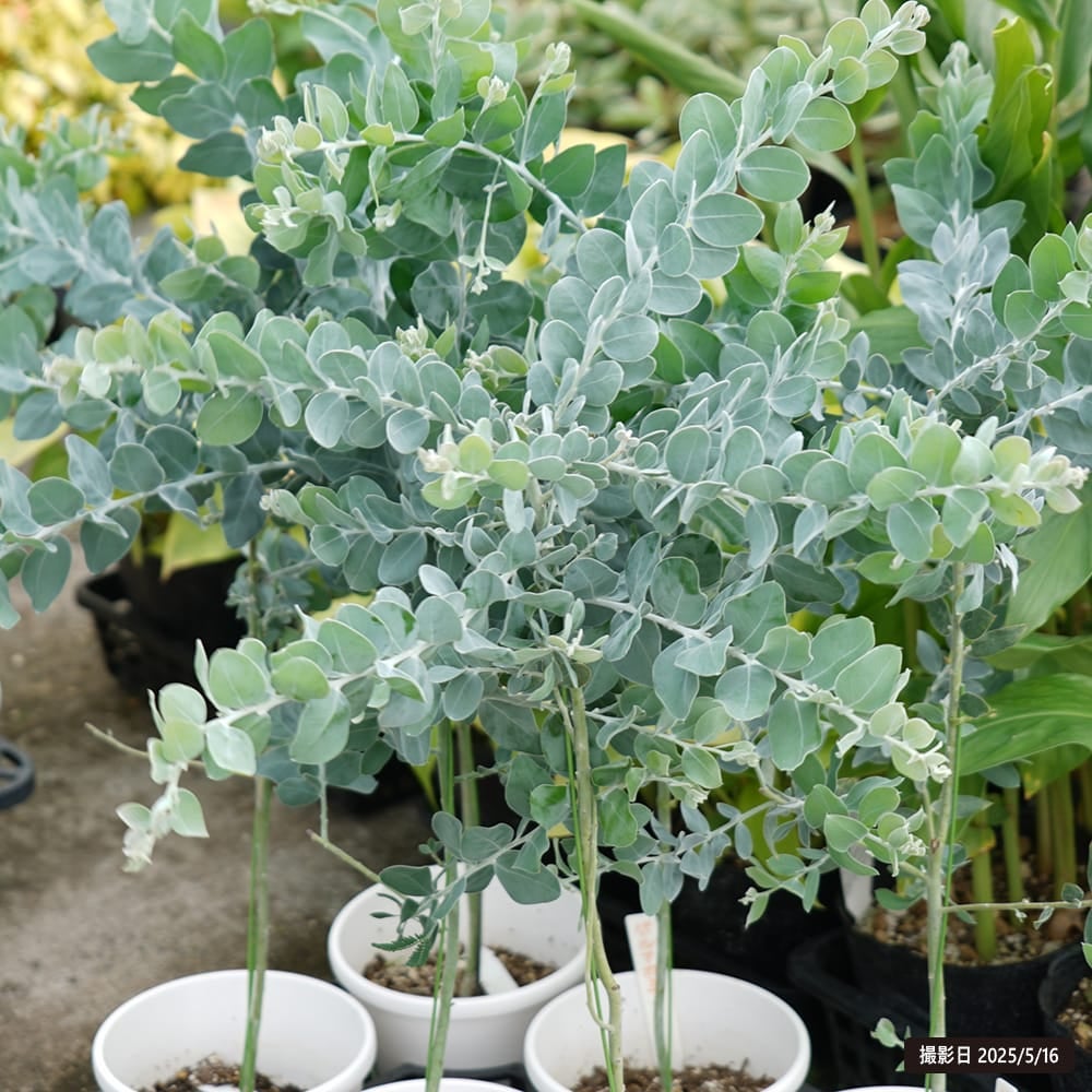 アカシア パールアカシア 苗 通販 苗木部 By 花ひろばオンライン