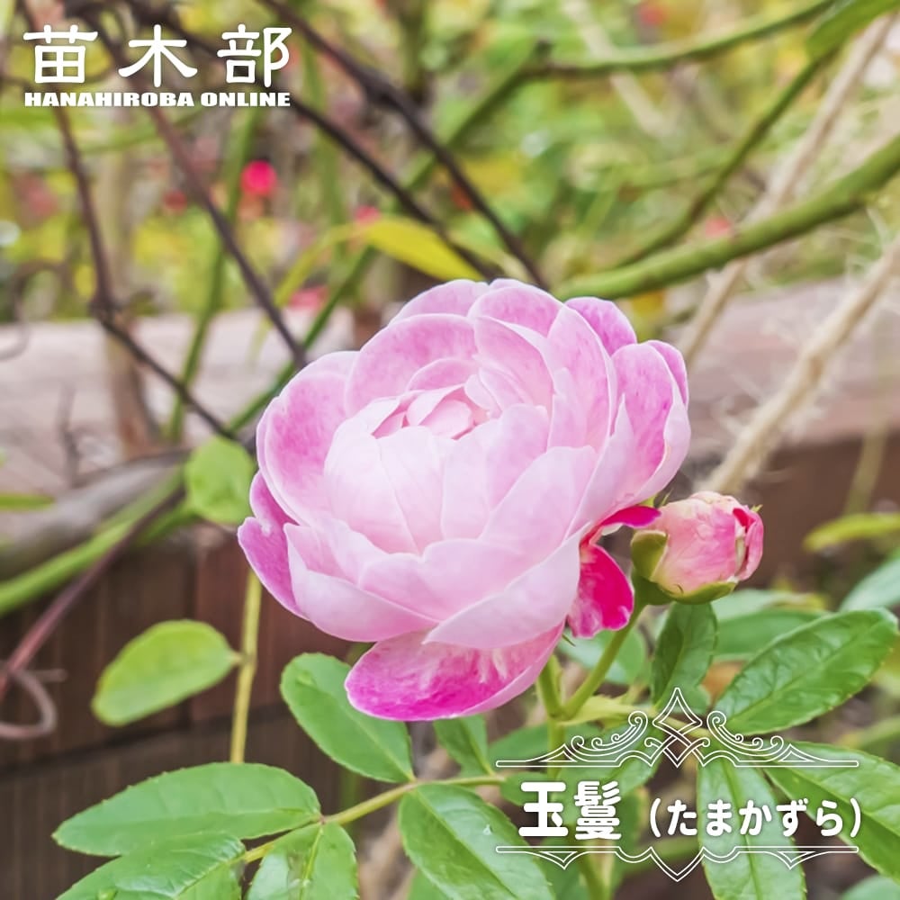 ピンクのバラ | 苗木部 本店 By 花ひろばオンライン