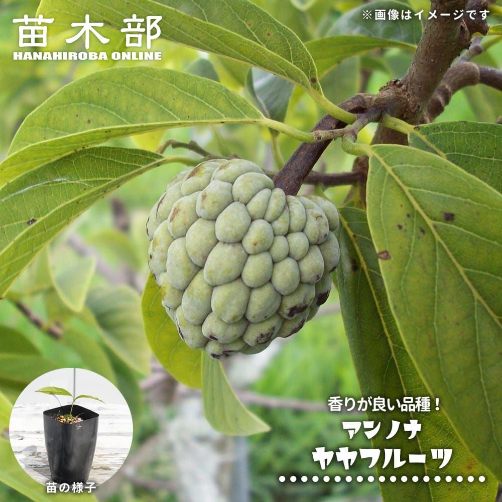 ブラックサポテ 苗 販売 苗木部 By 花ひろばオンライン