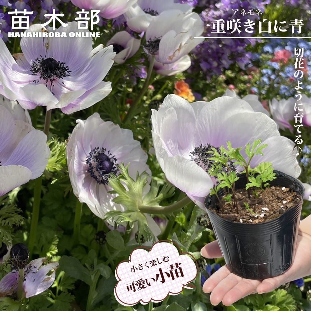 アネモネ | 苗木部 本店 By 花ひろばオンライン