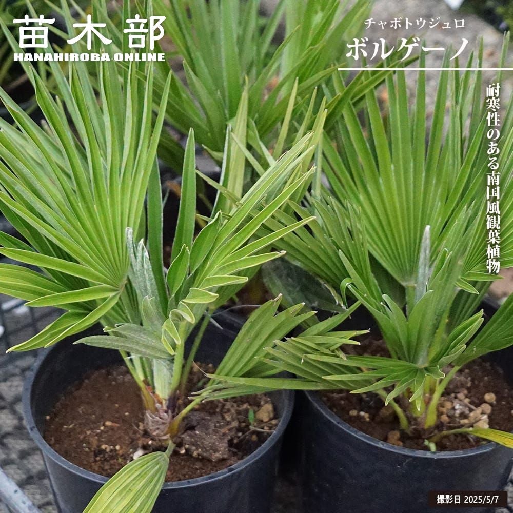 ブラヘア カルカレア 苗 販売 苗木部 By 花ひろばオンライン