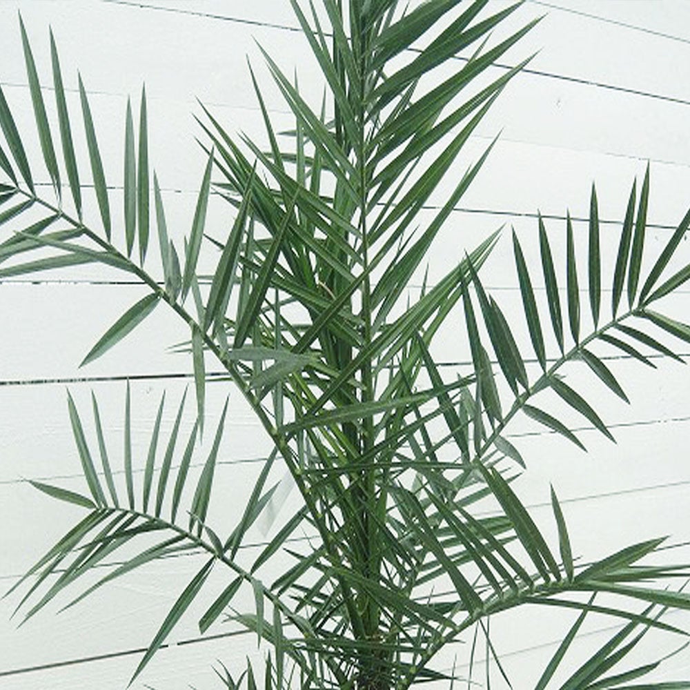 ヤシ カナリーヤシ 苗 通販 苗木部 By 花ひろばオンライン