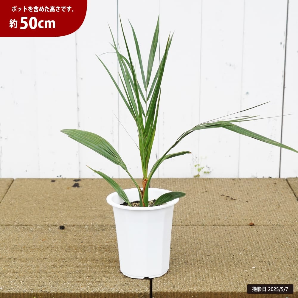 ヤシ カナリーヤシ 苗 通販 苗木部 By 花ひろばオンライン