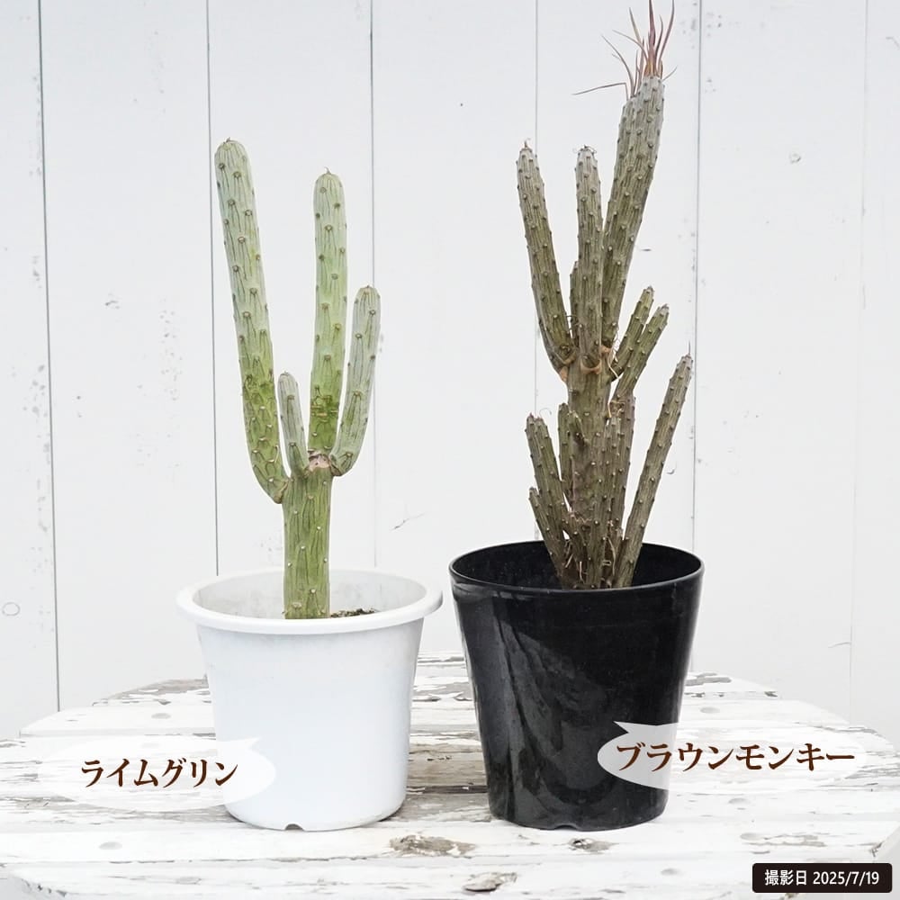 セネシオクレイニア ライムグリーン 苗 通販 苗木部 By 花ひろばオンライン