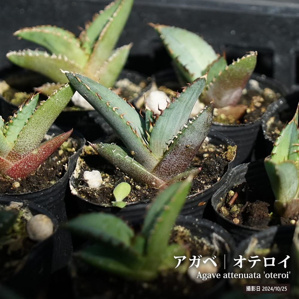 000000132551-01.jpg?size=l&w=