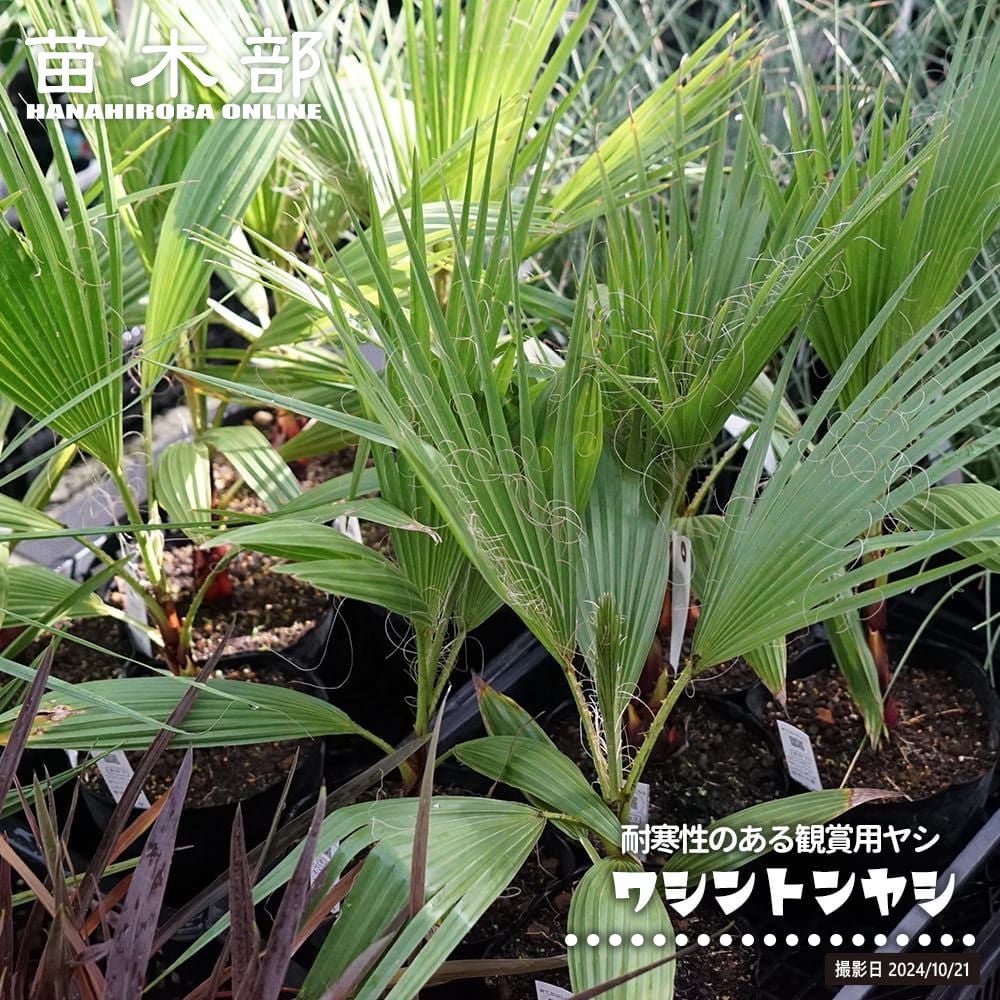 000000032015-01.jpg?size=l&w=