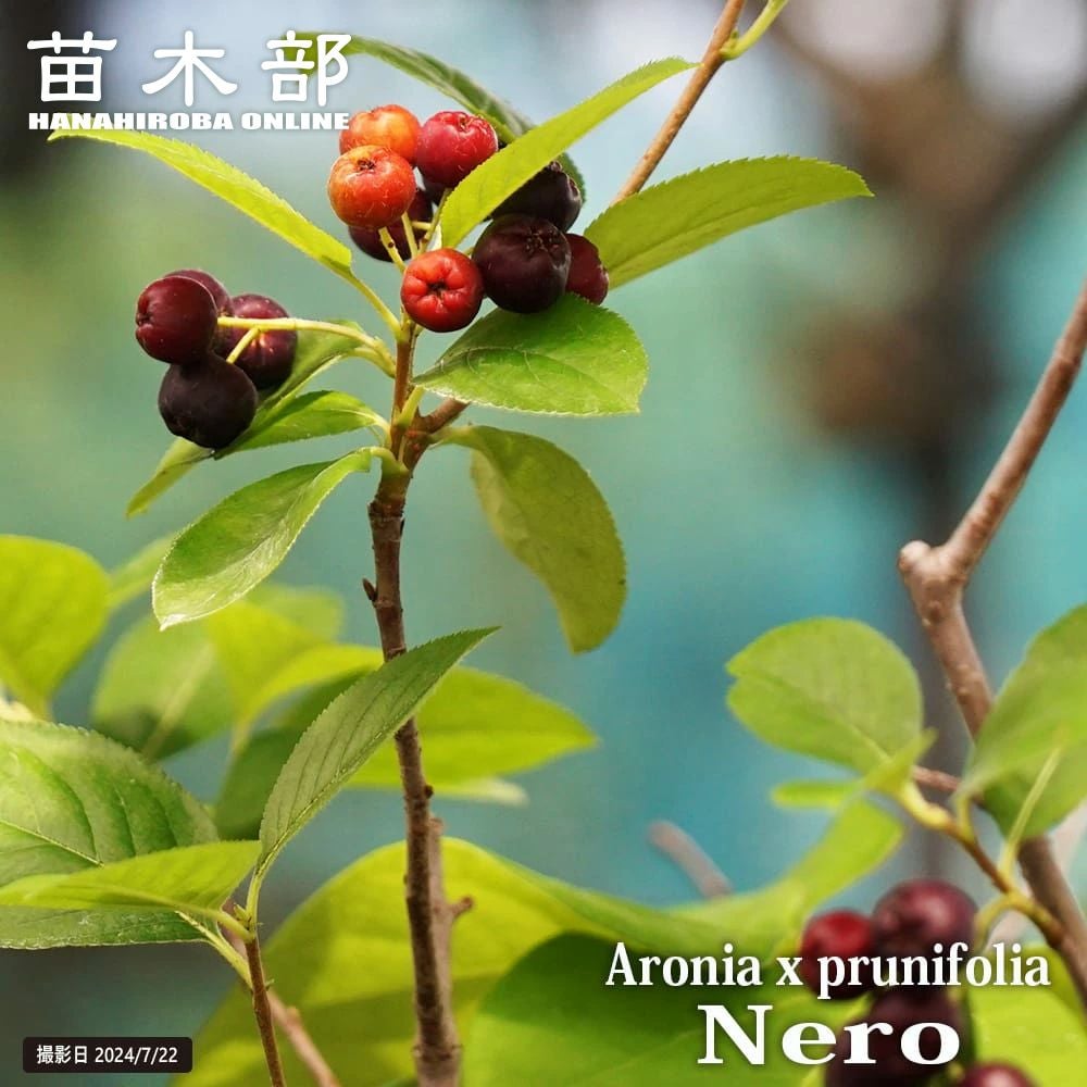 アロニア アルブティフォリア クックベリー 苗 販売 苗木部 By 花