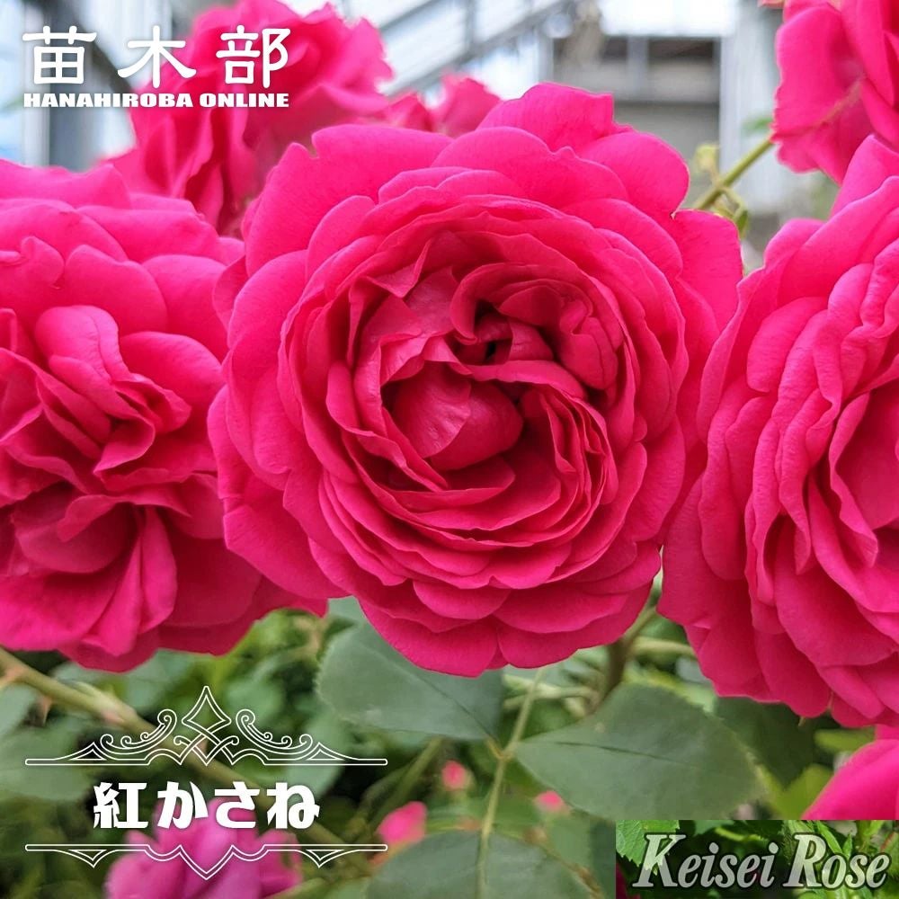 ピンクのバラ | 苗木部 本店 By 花ひろばオンライン
