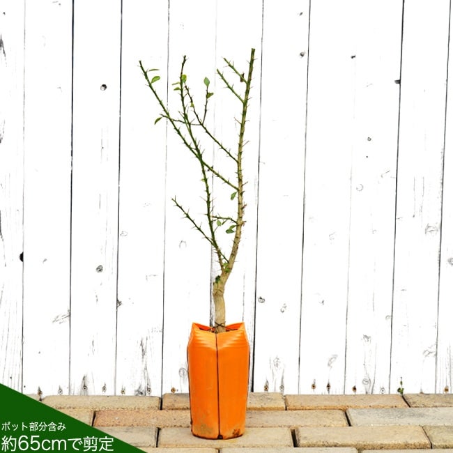 000000033835-04.jpg?size=l&w=