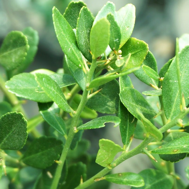 ライム フィンガーライム 茶実 苗 販売 苗木部 By 花ひろばオンライン