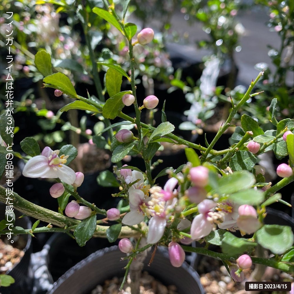 ライム フィンガーライム 茶実 苗 販売 苗木部 By 花ひろばオンライン