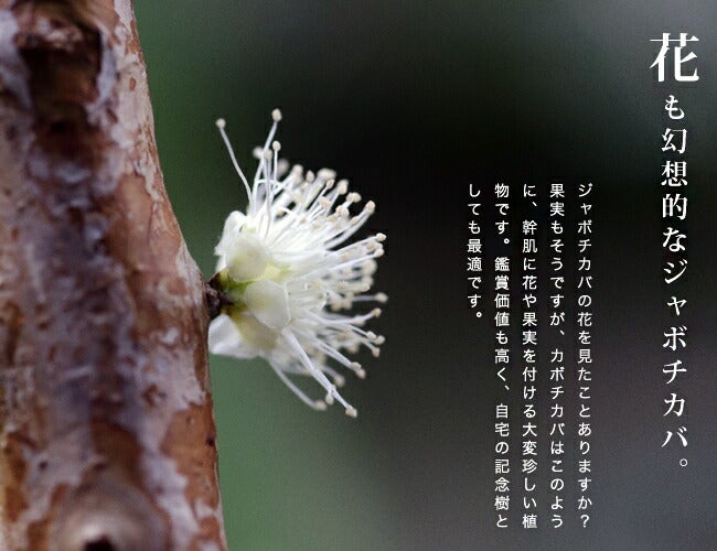 コレクション12 苗 販売 苗木部 By 花ひろばオンライン